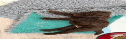 Cockapoo dogs for sale: Single Brown Puppy in Leighton Buzzard - Advert 7