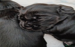 Cocker Spaniel dogs for sale: Cocker Spaniel puppies  - Image 9