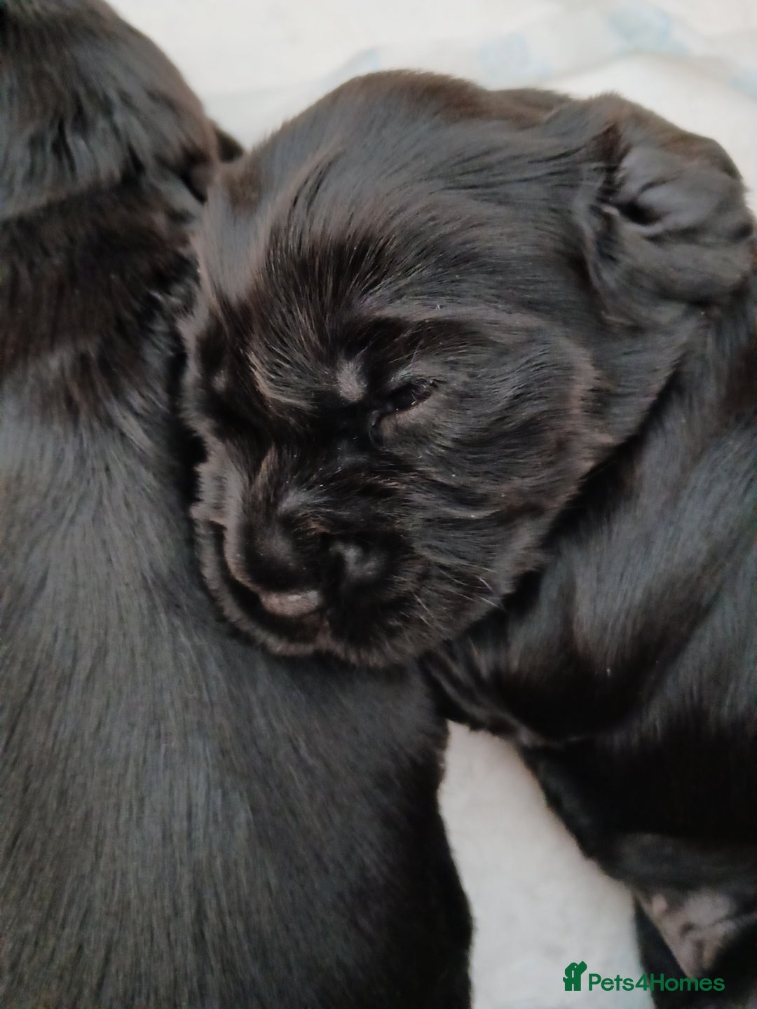 Cocker Spaniel dogs for sale: Cocker Spaniel puppies  - Image 9