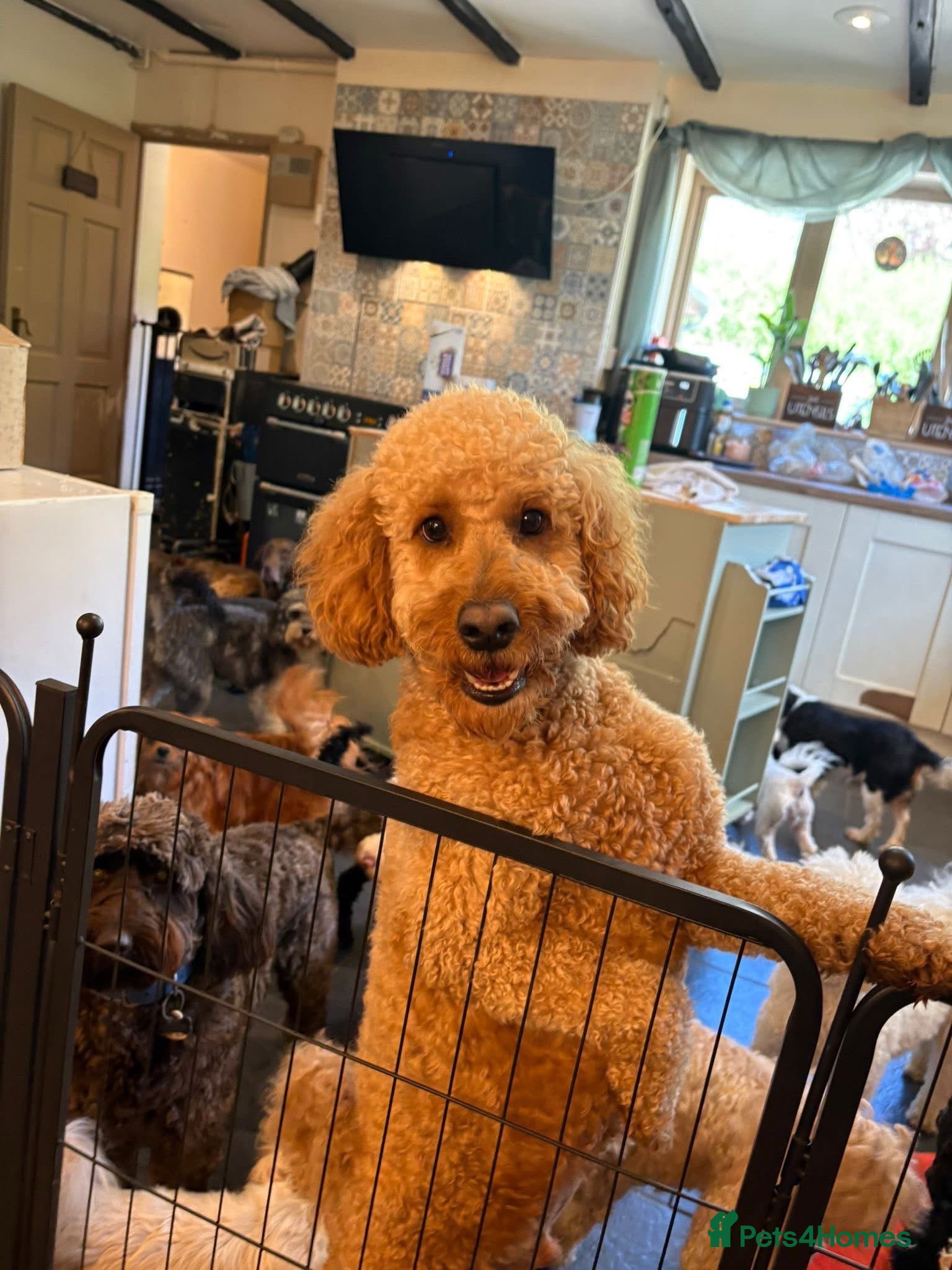 Cockapoo dogs for sale: Bobby 2 year old cockapoo - Advert 3