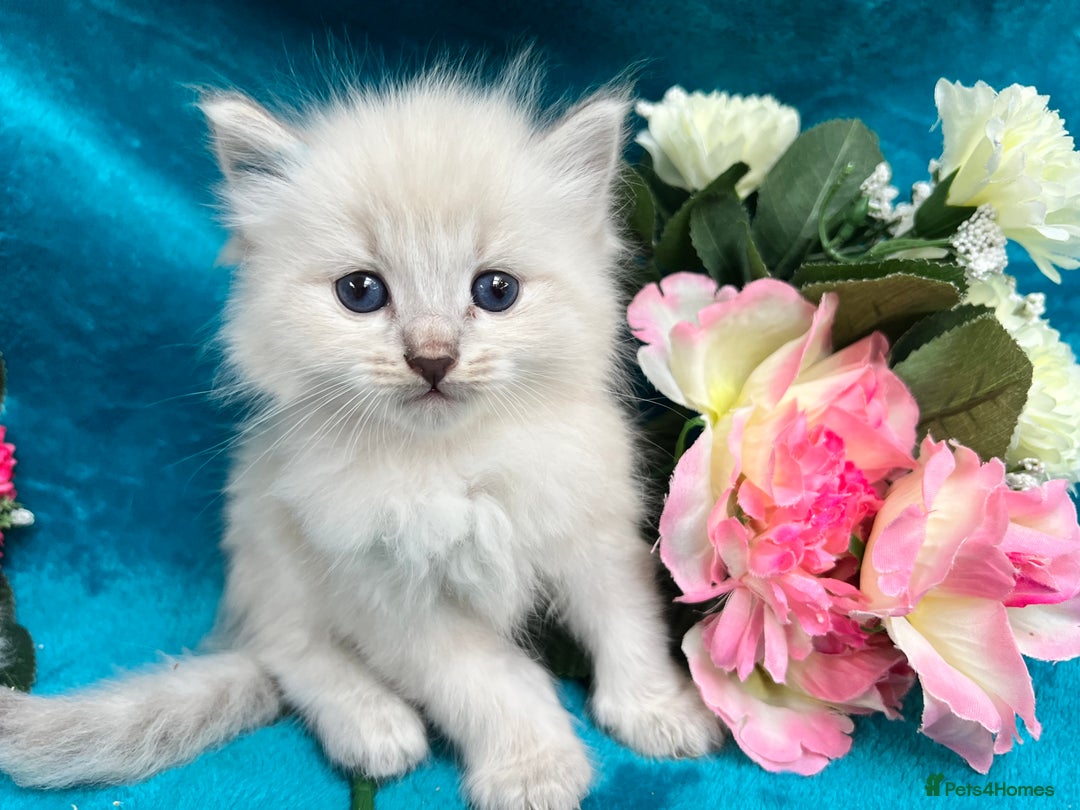Siberian cats for sale: 🩵🩵Stunning Siberian Neva Masquerade Babies🩵🩵 - Image 2