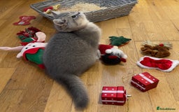 British Shorthair cats for sale: 3 GCCF British Shorthair Kittens– Champion Lines - Advert 16