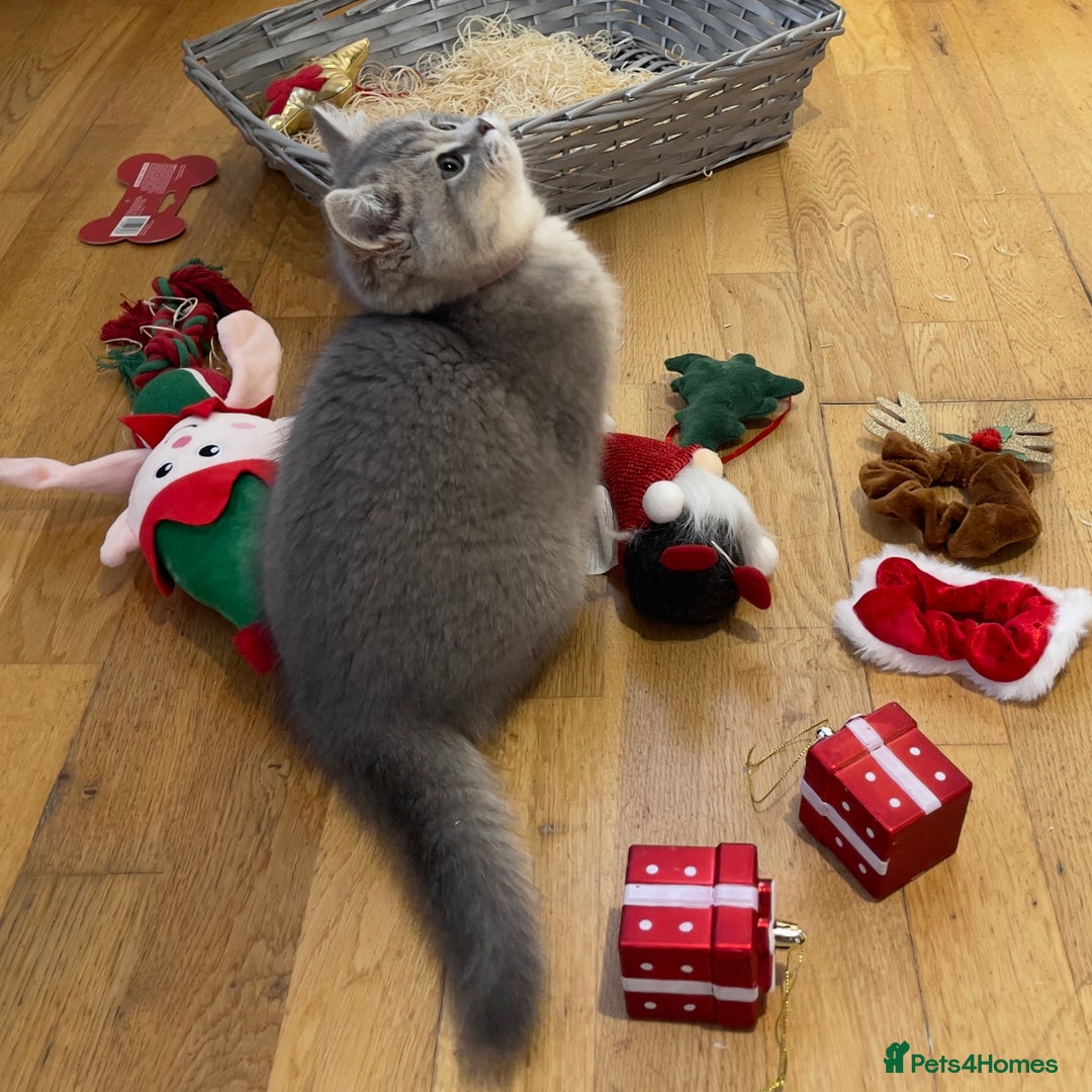 British Shorthair cats for sale: 3 GCCF British Shorthair Kittens– Champion Lines - Advert 16