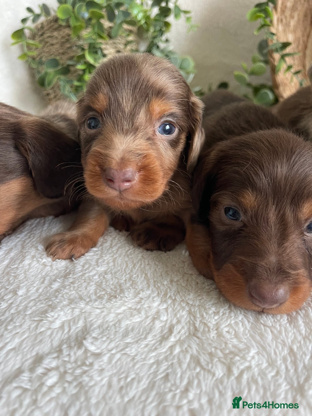 Miniature Dachshund dogs for sale: STUNNING DNA CLEAT MINI DACHSHUNDS - Advert 4