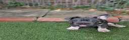 French Bulldog dogs for sale: ​🐾 Exceptional 12-Week-Old French Bulldog Boys!🐾 - Advert 8