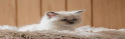 Ragdoll cats for sale: Beautiful Pure-bred Ragdoll Kittens  - Advert 2