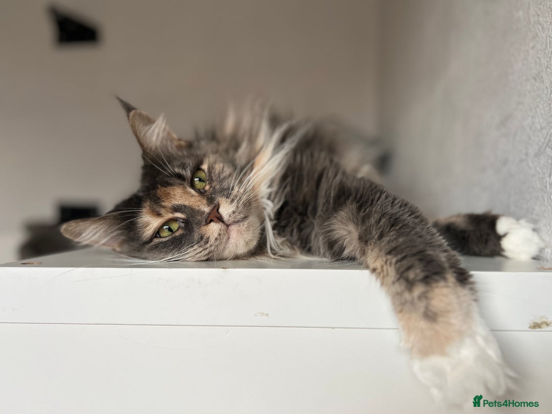 Maine Coon cats for sale: Pedigree registered female maine coon for sale - Advert 2