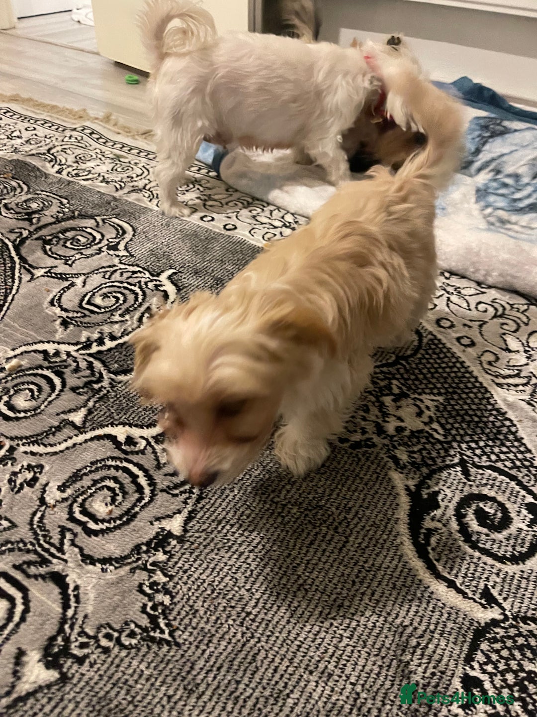 Morkie dogs for sale: Morkie  - Advert 2