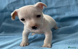 Jack Russell dogs for sale: Mini Jack Russell Terrier puppy - Image 8