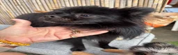 Pomchi dogs for sale: Primrose precious pomchi  - Advert 11