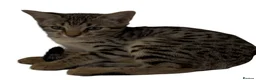 Bengal cats for sale: Stunning Snow Sepia Bengal x Savannah Kitten  - Advert 3