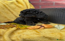 Cockapoo dogs for sale: American unique Black & Tan Cockapoo Girl - Image 4