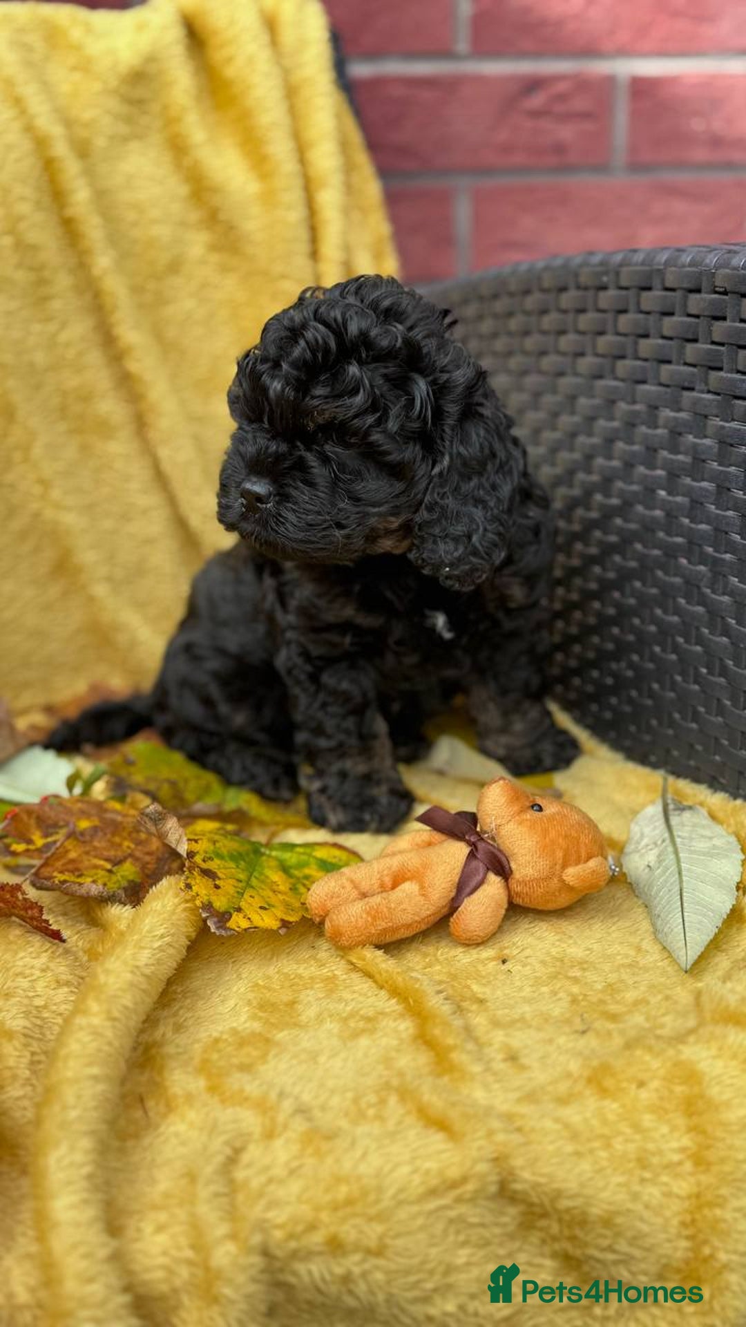 Cockapoo dogs for sale: American unique Black & Tan Cockapoo Girl - Image 4