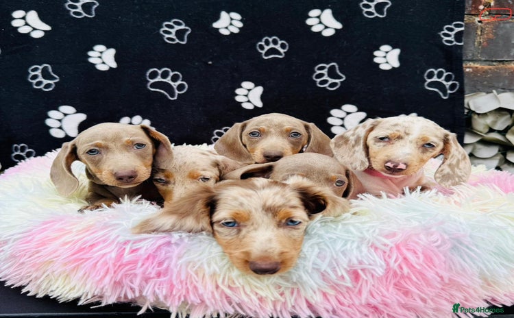 Miniature Dachshund dogs - Advert 4