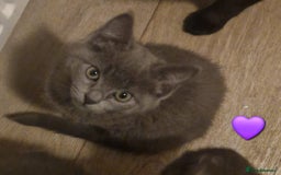 Mixed Breed cats for sale: Stunning Short-hair Kittens - Advert 19