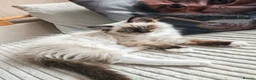 Ragdoll cats for sale: Beautifull ragdoll - Advert 3