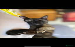 Mixed Breed cats for sale: Kittens ready for forever homes - Image 9