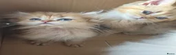 British Longhair cats for sale: Golden British longhair pure bloodline  - Advert 22