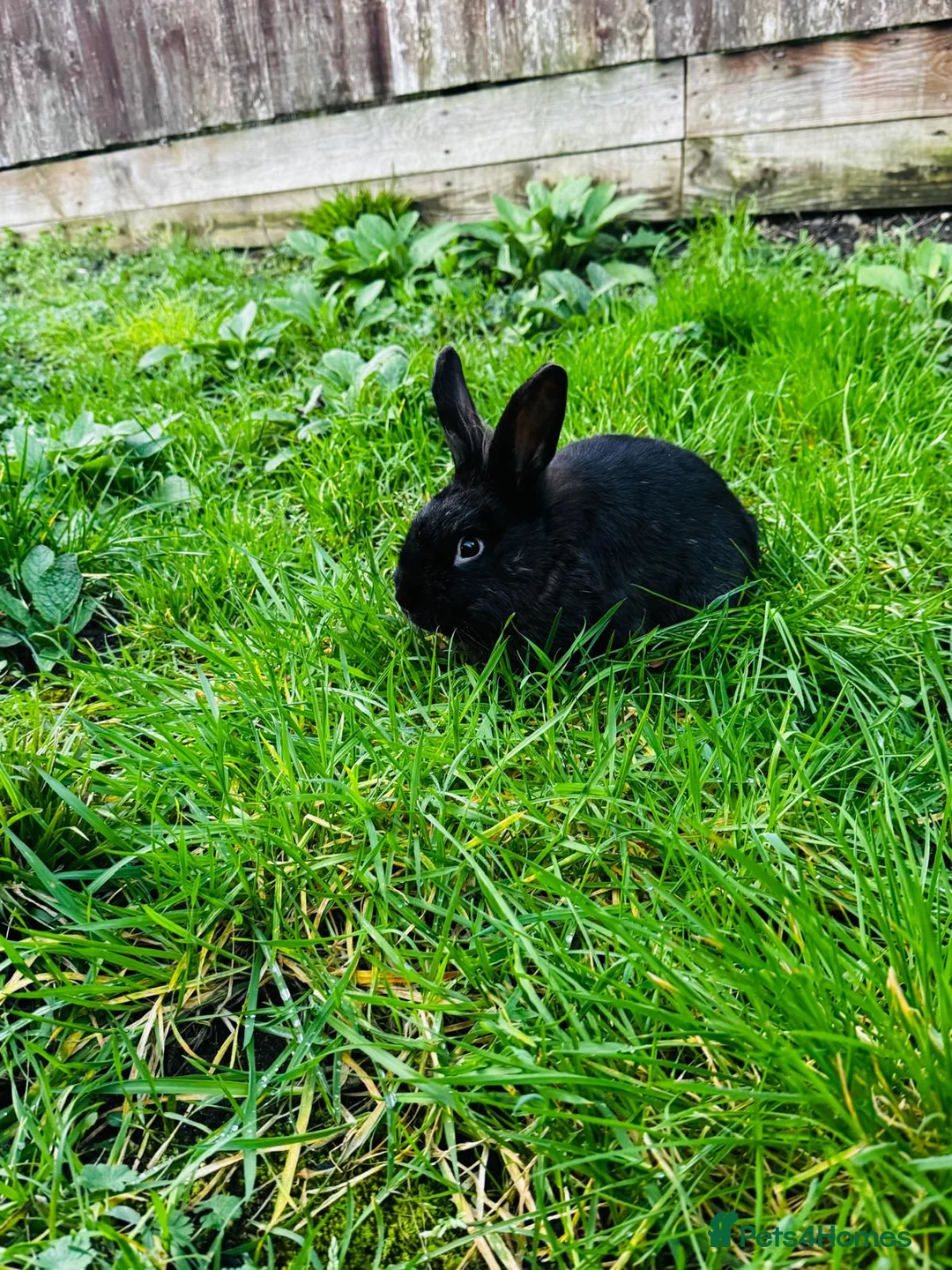 Continental Giant rabbits for sale: Continental Giant Rabbits - Advert 2