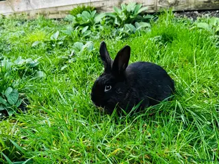 Continental Giant rabbits Continental Giant Rabbits - Advert 2