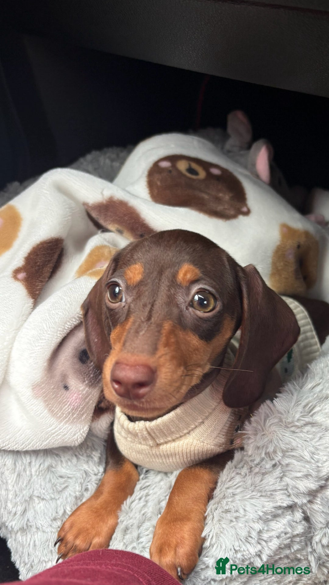 Dachshund dogs for sale: Beautiful chocolate/tan dachshund girl  - Advert 1