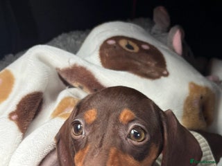 Dachshund dogs Beautiful chocolate/tan dachshund girl - Advert 3