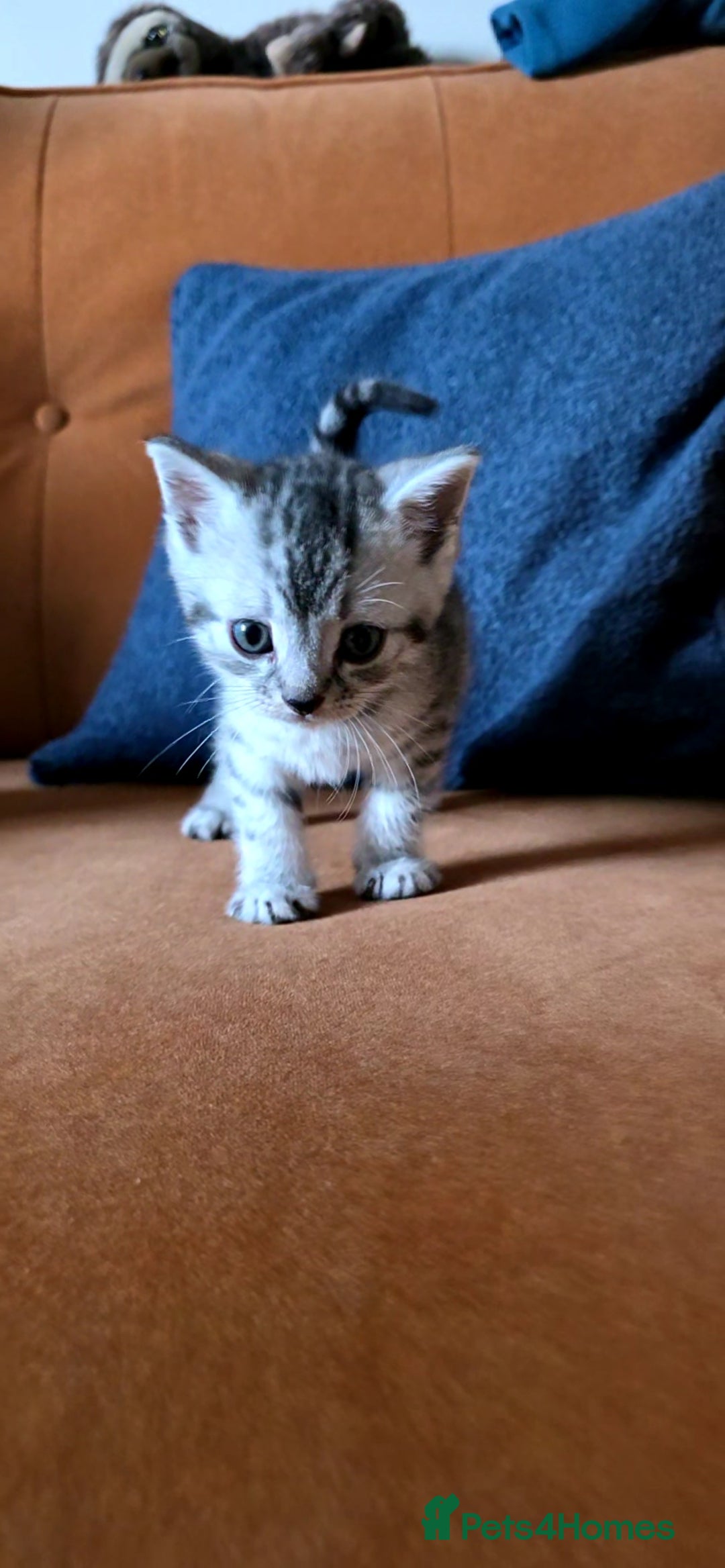 British Shorthair cats for sale: British shorthair x - Image 3