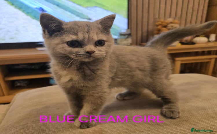 British Shorthair cats - Advert 12