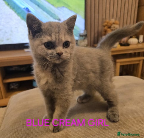 British Shorthair cats - Advert 3