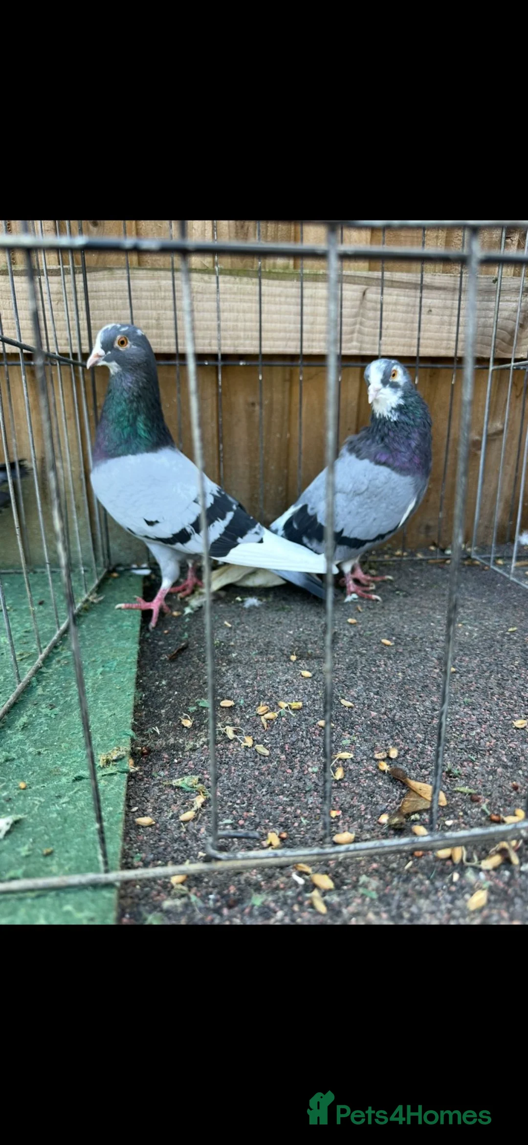 Pigeons birds for sale: Pigeons - Advert 14