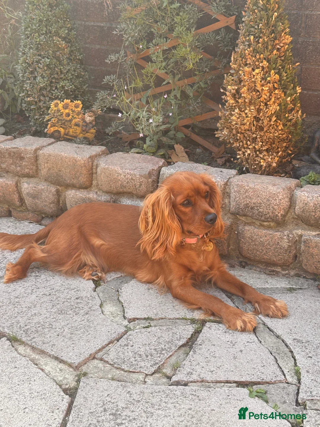 Cavalier King Charles Spaniel dogs for sale: Female KC Cavallier - Advert 7
