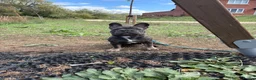 French Bulldog dogs for sale: River (please read description in full) - Advert 7