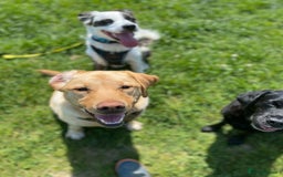 Mixed Breed dogs for adoption: Urgent Foster To Adopt Buddy 🚨  - Image 10