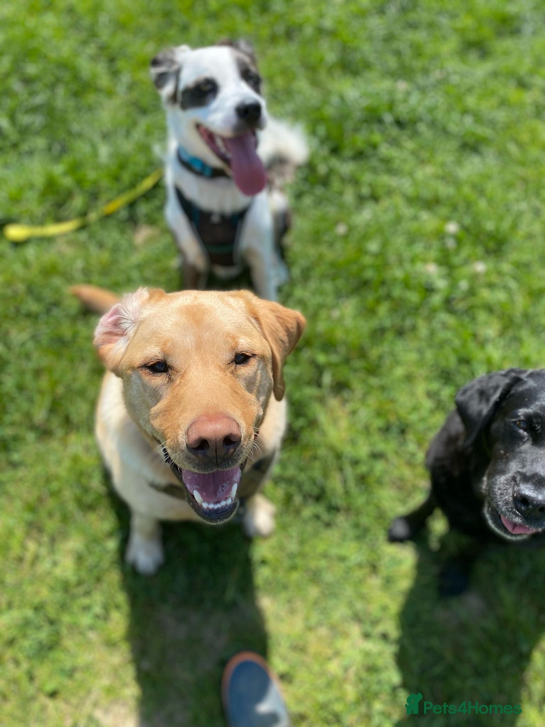 Mixed Breed dogs for adoption: Urgent Foster To Adopt Buddy 🚨  - Image 10