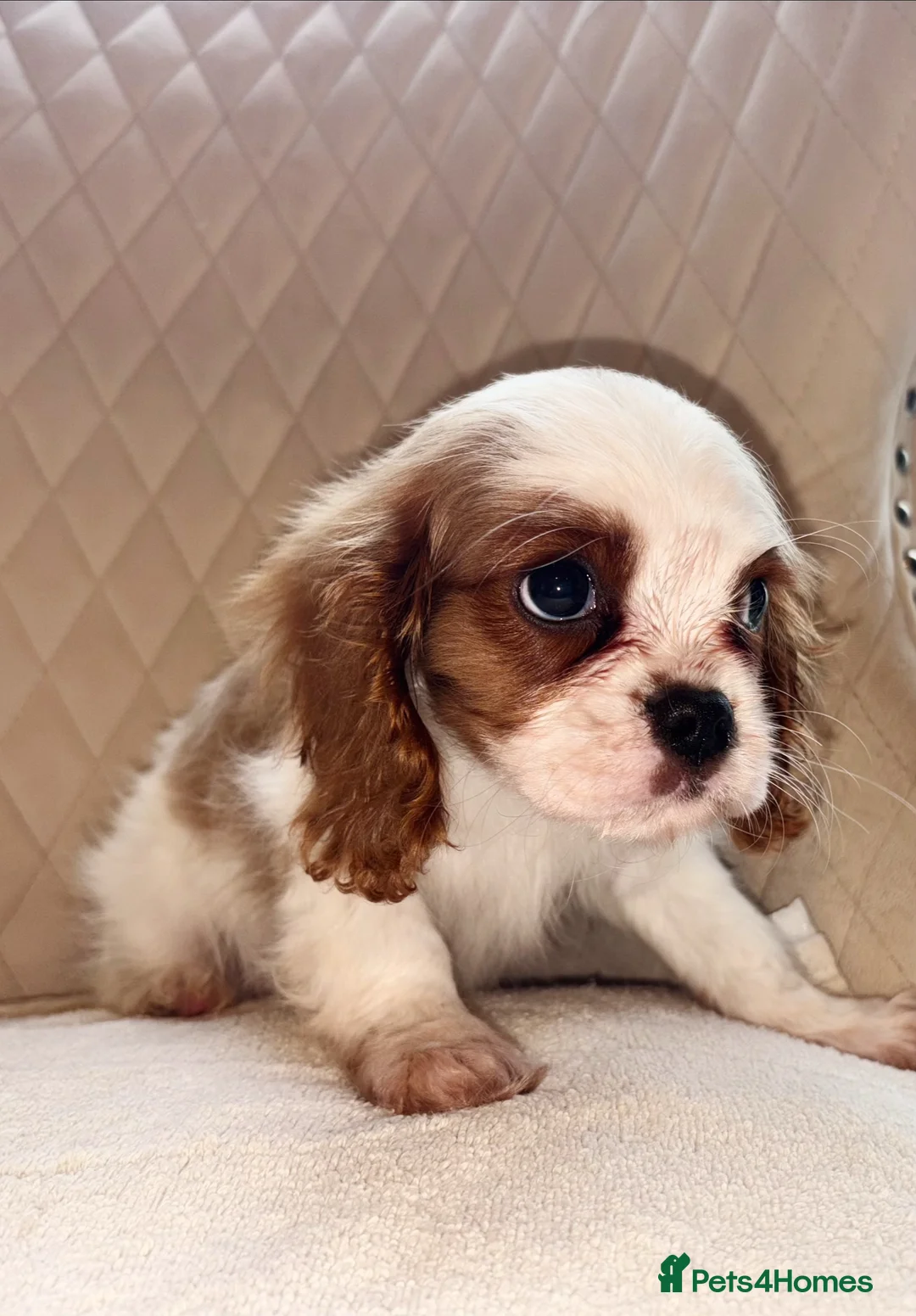 Cavalier King Charles Spaniel dogs for sale: Beautiful Cavalier King Charles boy for sale  - Advert 4