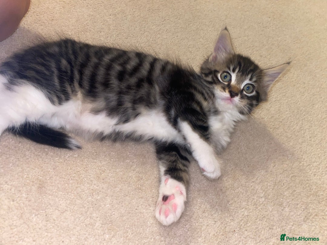Mixed Breed cats for sale: 4 beautiful kittens for sale , 3 boys 1 girl  - Image 6