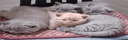 British Shorthair cats for sale: British shorthair kittens  - Advert 3
