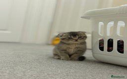 British Shorthair cats for sale: BSH X Scottish  - Image 13