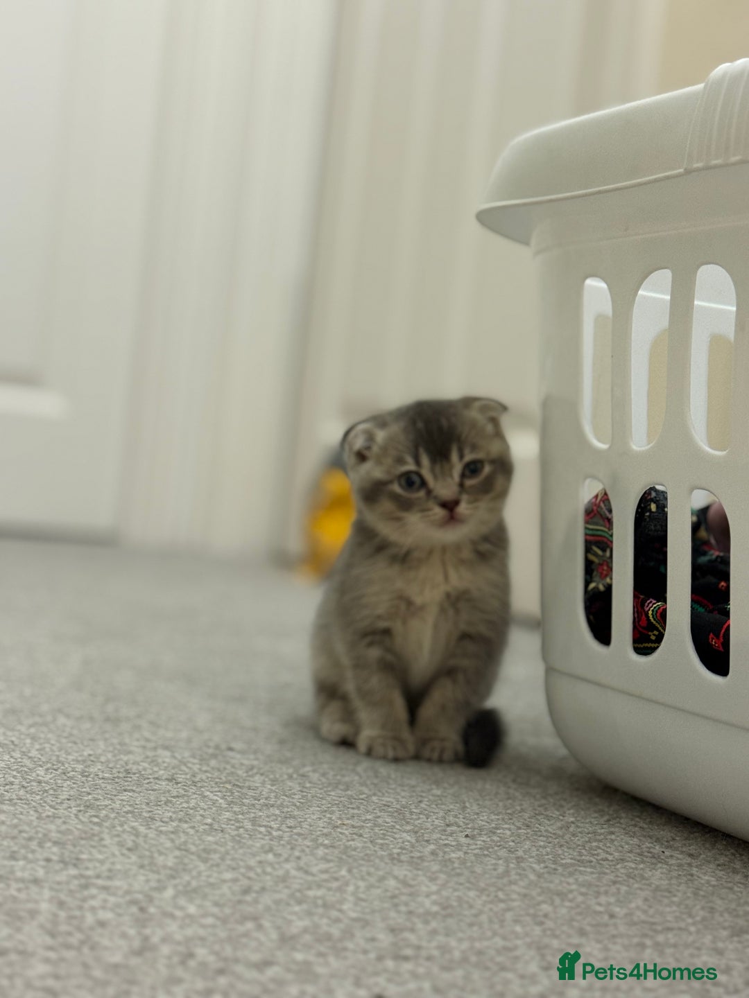 British Shorthair cats for sale: BSH X Scottish  - Image 13
