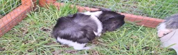 Guinea Pig rodents for sale: 2 male baby guinea pigs  - Advert 3