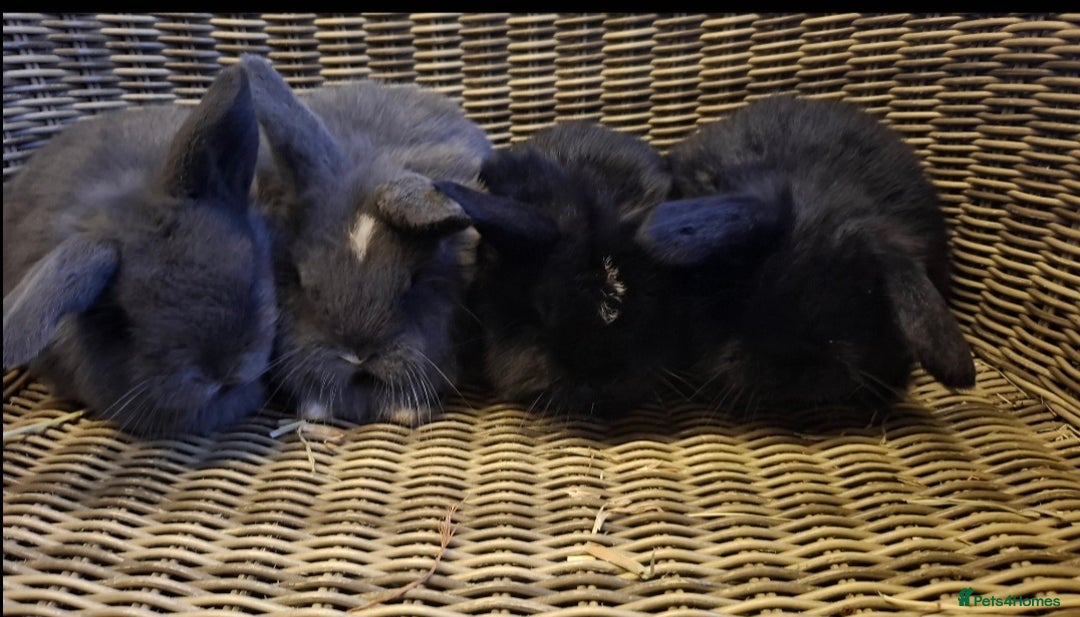 Mini Lop rabbits for sale: Bundle of fluffs ready to be reserved  - Advert 4