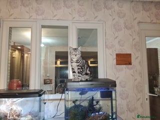 British Shorthair cats Gccf registered British Shorthair - Advert 18