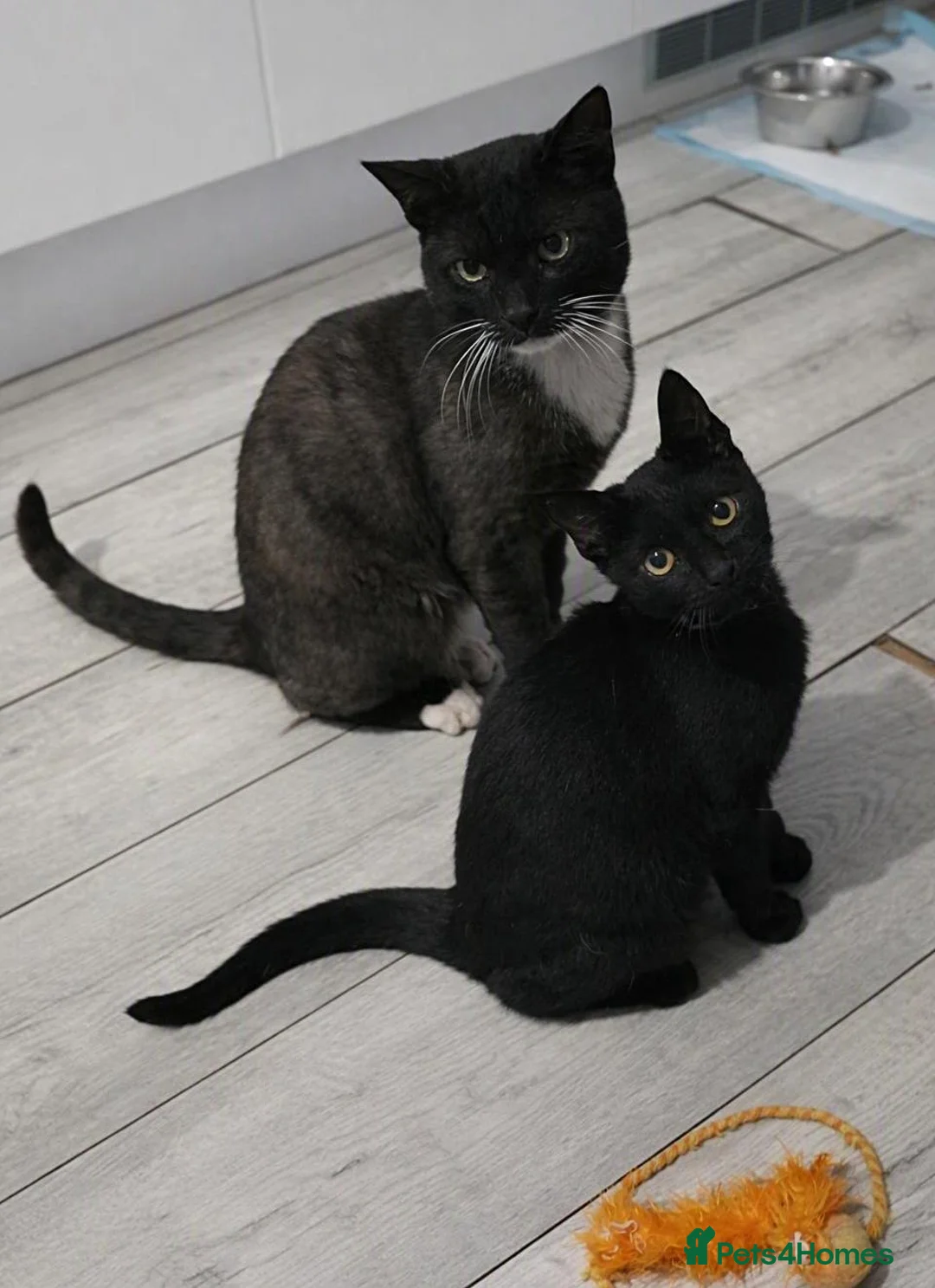 Domestic Shorthair cats for sale: Beautiful Black Kitten Looking for a Loving Home  - Advert 1
