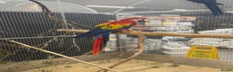 Macaws birds for sale: Vibrant handreared baby Scarlet Macaw  - Advert 3