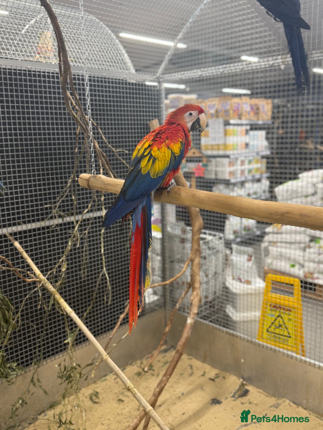 Macaws birds for sale: Vibrant handreared baby Scarlet Macaw  - Advert 3