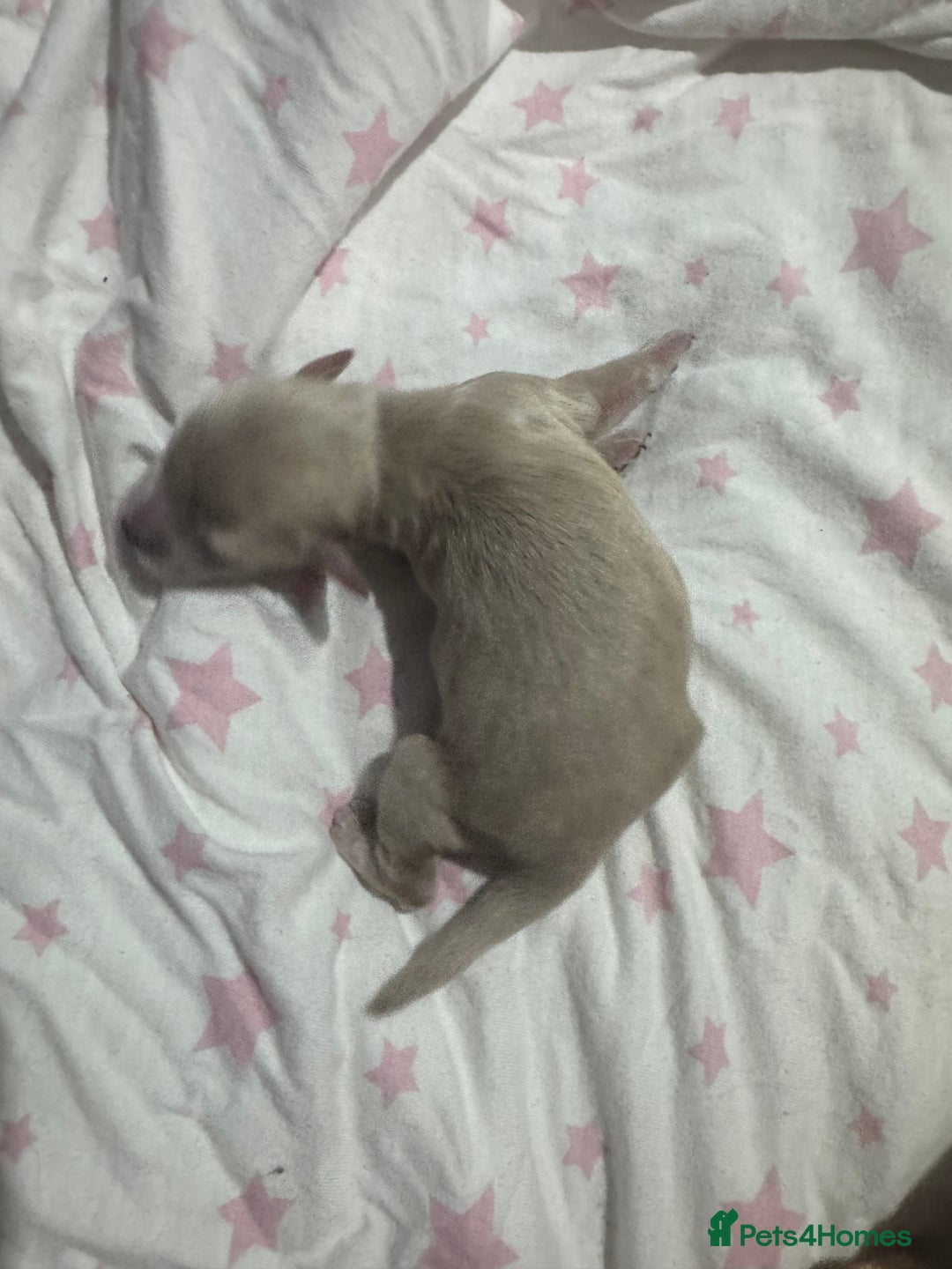 Chipoo dogs for sale: READY TO LEAVE THIS WEEK! Chipoo puppies - Advert 27