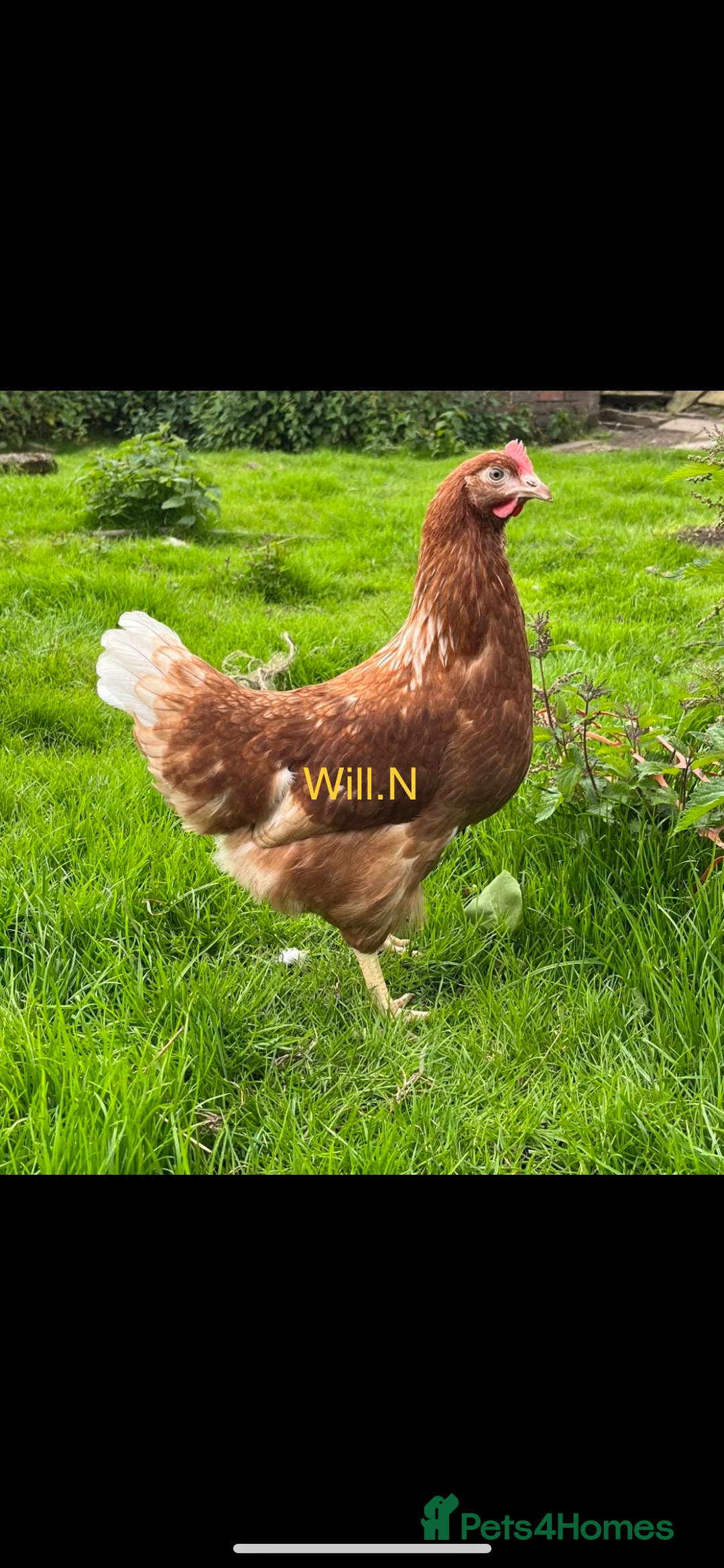 Chickens poultry for sale: Point of lay warrens / lohmann browns  - Advert 3