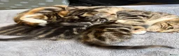 Mixed Breed cats for sale: Mixed breed kittens  in Colchester - Advert 2