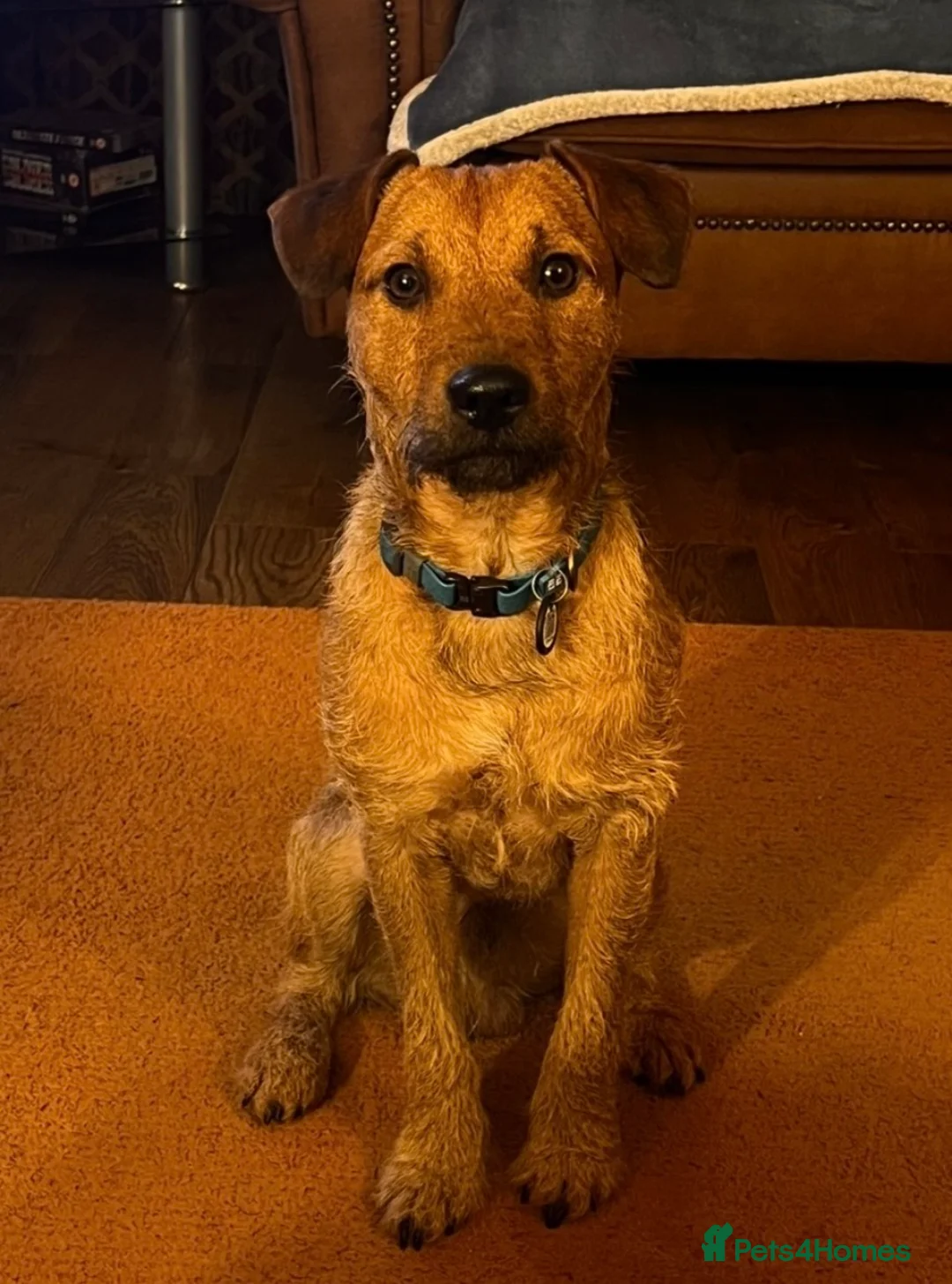 Patterdale Terrier dogs for stud: Handsome patterdale for stud in Wolverhampton - Advert 2