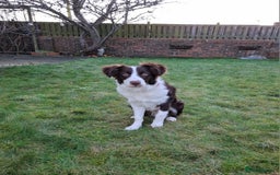 Border Collie dogs for sale: Beautiful 1 year old male border collie - Image 6